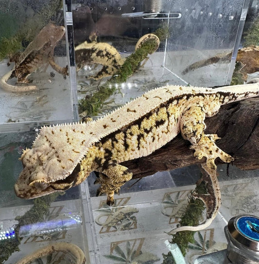 MALE CORNERSTONE EXTRME TRICOLOR HARLEQUIN